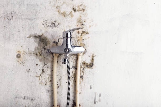 Best Commercial Mold Remediation in College Station, TX