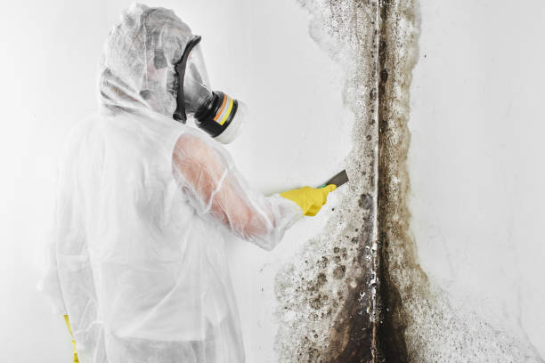 Best Industrial Mold Remediation in College Station, TX