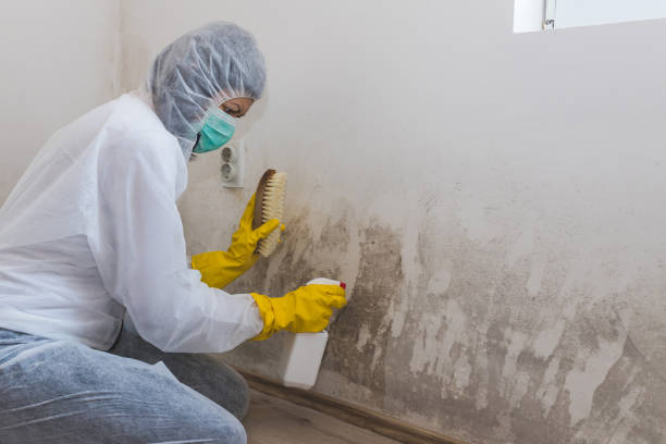 Best White Mold Remediation in College Station, TX