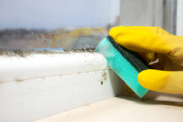 Best Residential Mold Remediation in College Station, TX