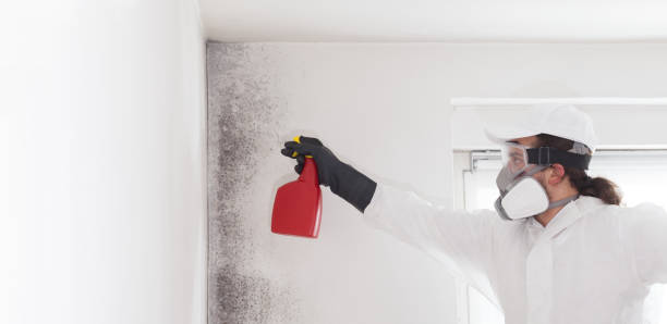 Best Insurance-Related Mold Remediation in College Station, TX