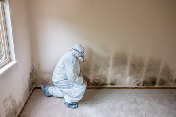 Best Localized Mold Remediation (e.g., coastal areas, humid climates) in College Station, TX
