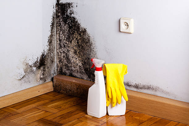  College Station, TX Mold Removal Pros