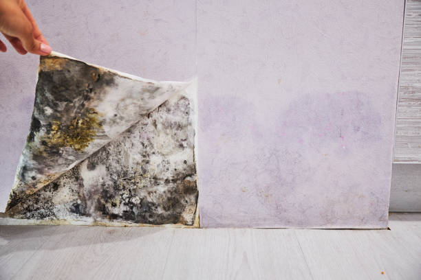 Best Attic Mold Remediation in College Station, TX